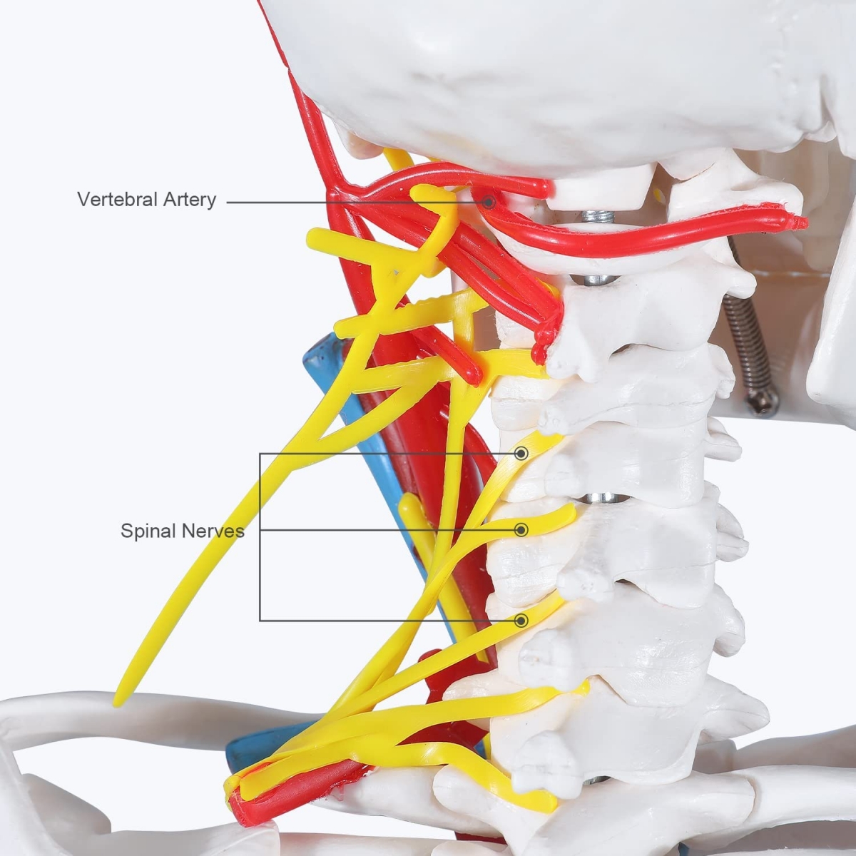 Human Skeleton Model With Nerves Blood Vessels Cm Tall